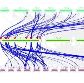 物种间共线性circos——作图步骤